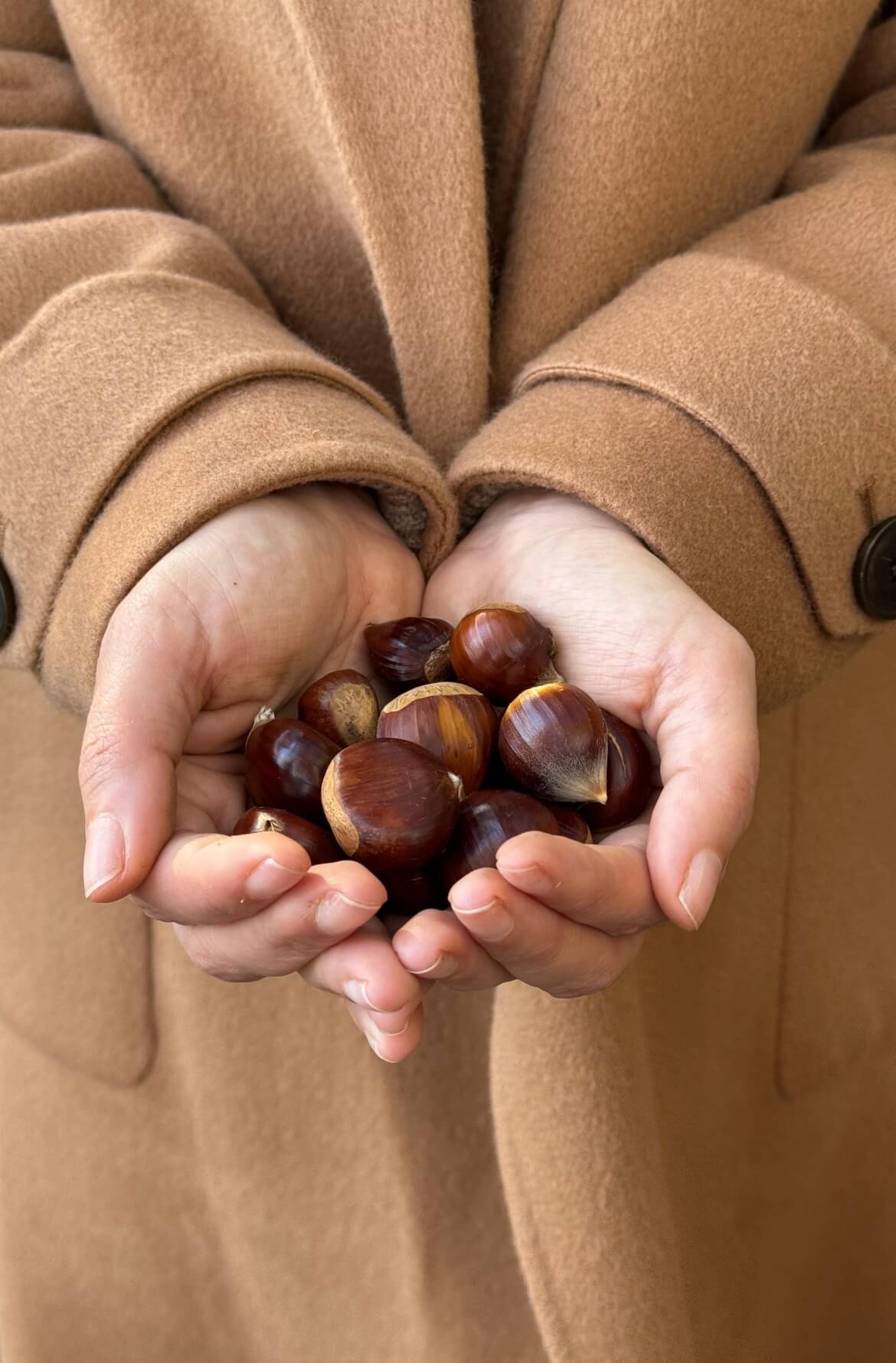 um par de mãos a segurar um punhado de castanhas cruas com casca, uma imagem outonal.